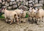 Ewe Lambs