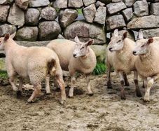Ewe Lambs