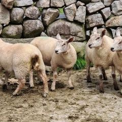 Ewe Lambs
