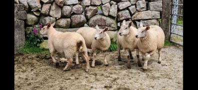 Ewe Lambs