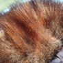 Switzer's Mink Hat Image 9