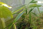 Bamboo Sapling