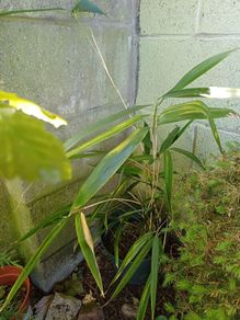 Bamboo Sapling