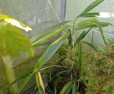 Bamboo Sapling