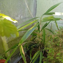 Bamboo Sapling