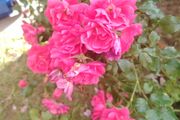 Rose bush