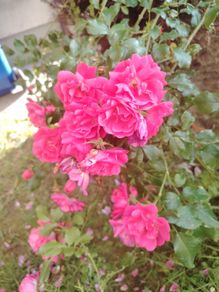 Rose bush