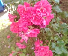 Rose bush