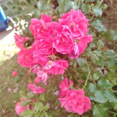 Rose bush