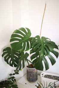 Monstera Deliciosa