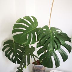 Monstera Deliciosa