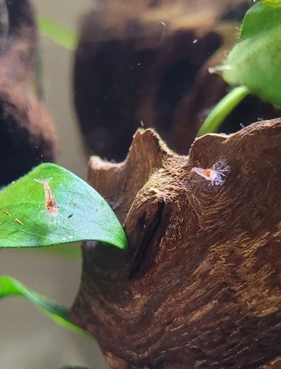 shrimp