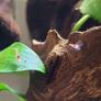 shrimp Image 5
