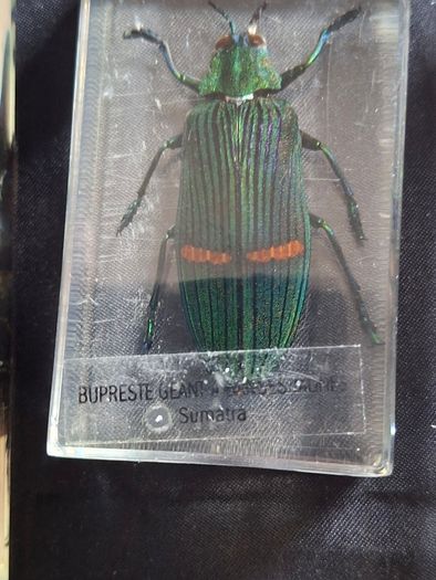 Genuine Collection of 15 Clear Resin Exotic Insects and Arachnids Price is for 1 only