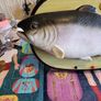 "Syd salmon" Image 2