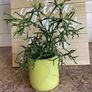Cactus for sale -Hatiora salicornioides Britton & Rose Image 4