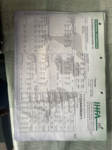 Six  Pedigree Registered Holstein Friesian Calves