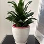 indoor plant Image 3