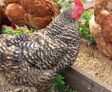 Chickens and duck