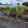 Cordyline trees 3/4ft  just 45 euro Image 7