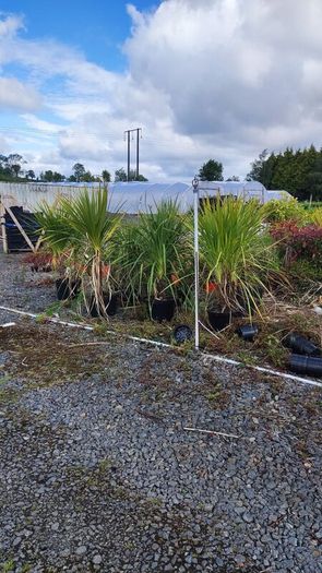 Cordyline trees 3/4ft  just 45 euro