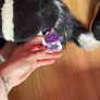 Large collie dog Image 3