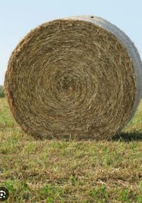 Hay