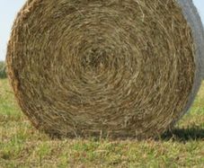 Hay