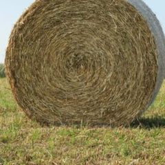 Hay
