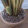 Cactus Image 2