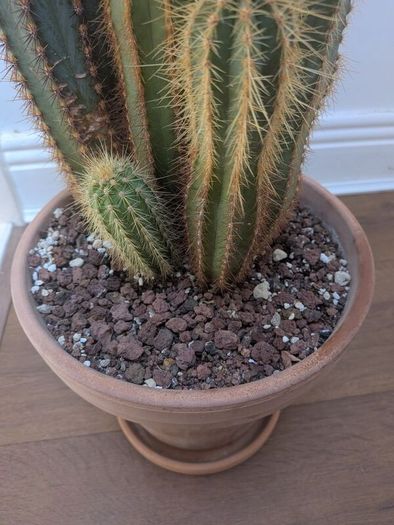 Cactus