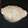 Vintage Seashell Art Image 3