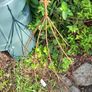 Ornamental plant cloche Image 2