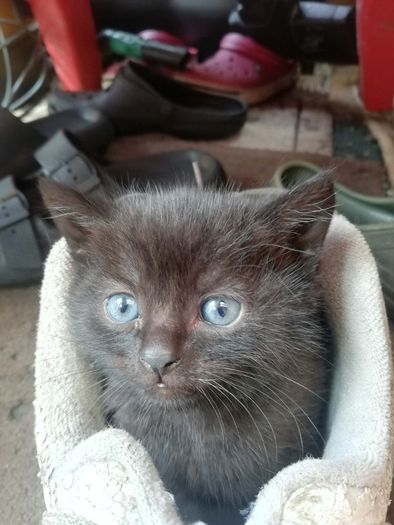 Adoption