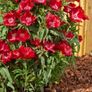 (G) Godetia Meteor seeds 0.3g (414949) Image 2