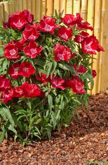 (G) Godetia Meteor seeds 0.3g (414949)