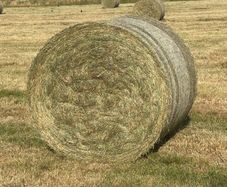 Quality Hay