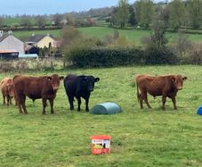 Dexter bullocks