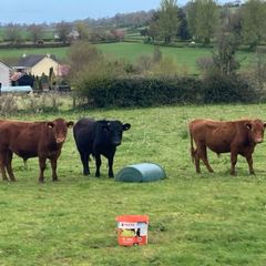 Dexter bullocks