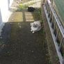 cat missing reward offered Image 4