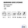 (L) Burning Love seeds Perennial 0,5g (184717 Image 2
