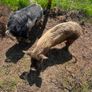 Kune Kune piglets Image 5