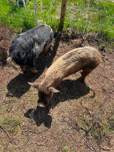 Kune Kune piglets