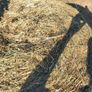 Hay Organic Hay Image 2