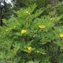 plants Image 3