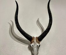 Stunning Antelope wall decor