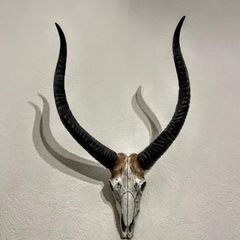 Stunning Antelope wall decor