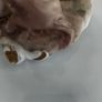 Four Seasons Set  - Capodimonte Figurines Image 8