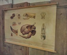 Antique Anatomical Roll Down Chart