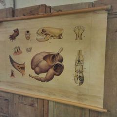 Antique Anatomical Roll Down Chart